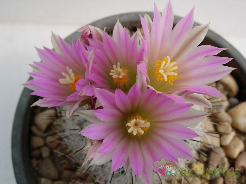 A photo of Escobaria duncanii