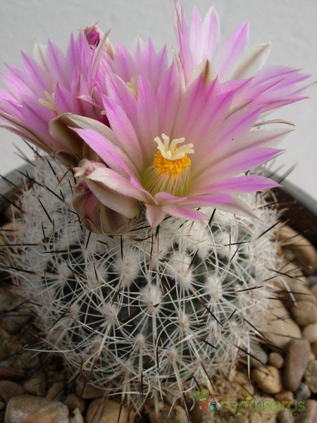 A photo of Escobaria duncanii