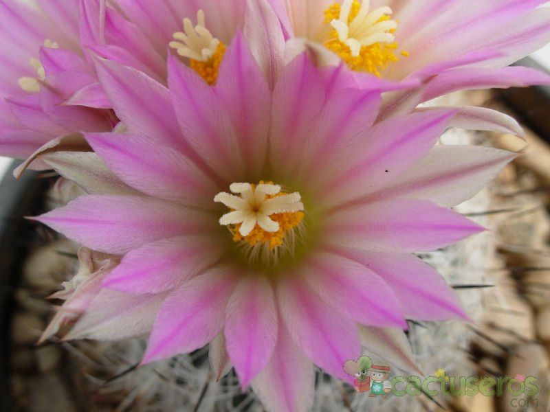 A photo of Escobaria duncanii