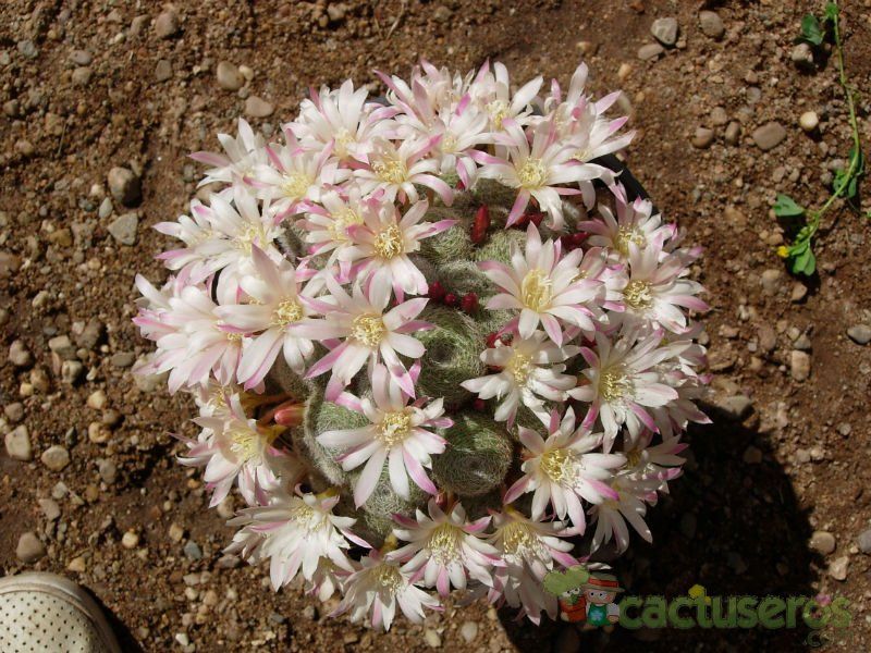 Una foto de Rebutia heliosa x pulvinosa cv. sunrise (HIBRIDO)