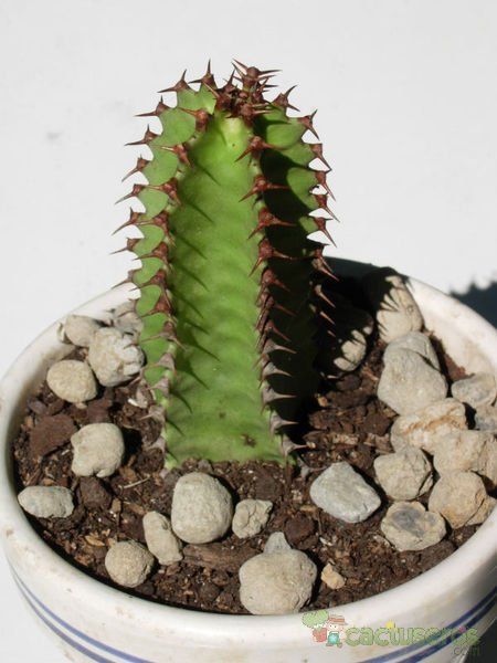 A photo of Euphorbia canariensis