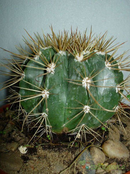 A photo of Melocactus azureus