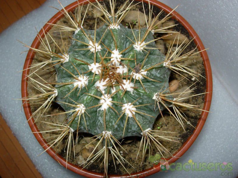 A photo of Melocactus azureus