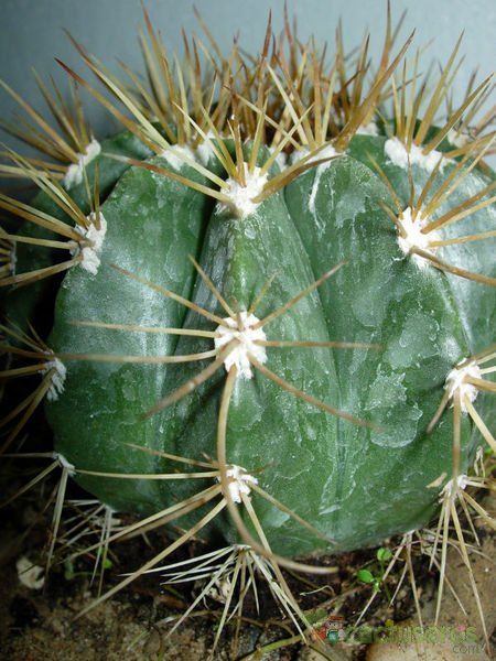 A photo of Melocactus azureus