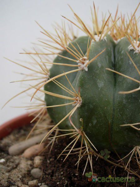 A photo of Melocactus azureus