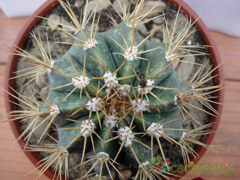 A photo of Melocactus azureus