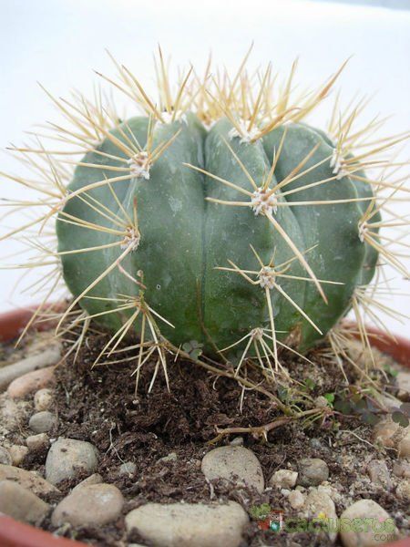 A photo of Melocactus azureus