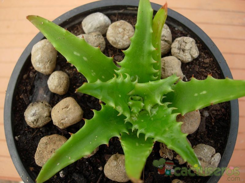 A photo of Aloe cv. nuda
