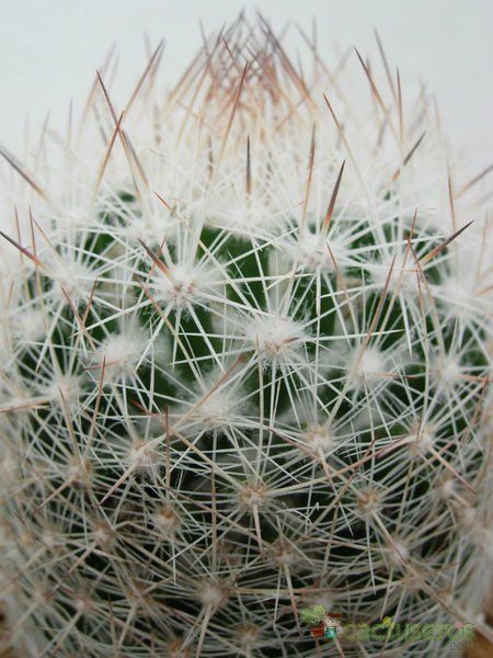 A photo of Escobaria tuberculosa