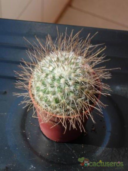 Una foto de Mammillaria rekoi subsp. leptacantha