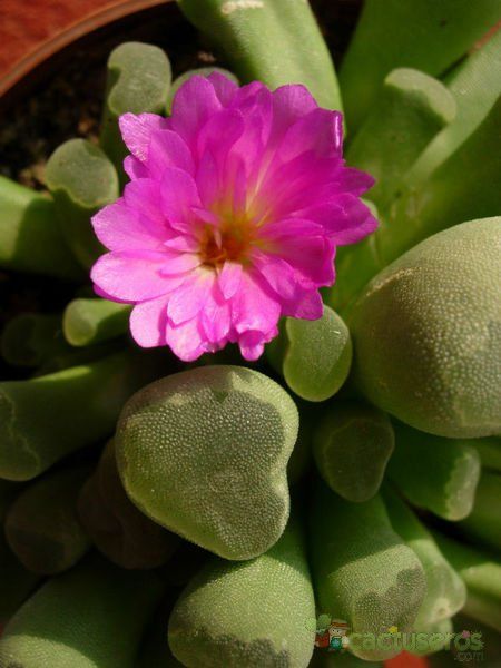 A photo of Frithia pulchra