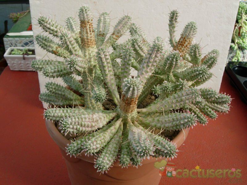 A photo of Euphorbia mammillaris fma. variegada