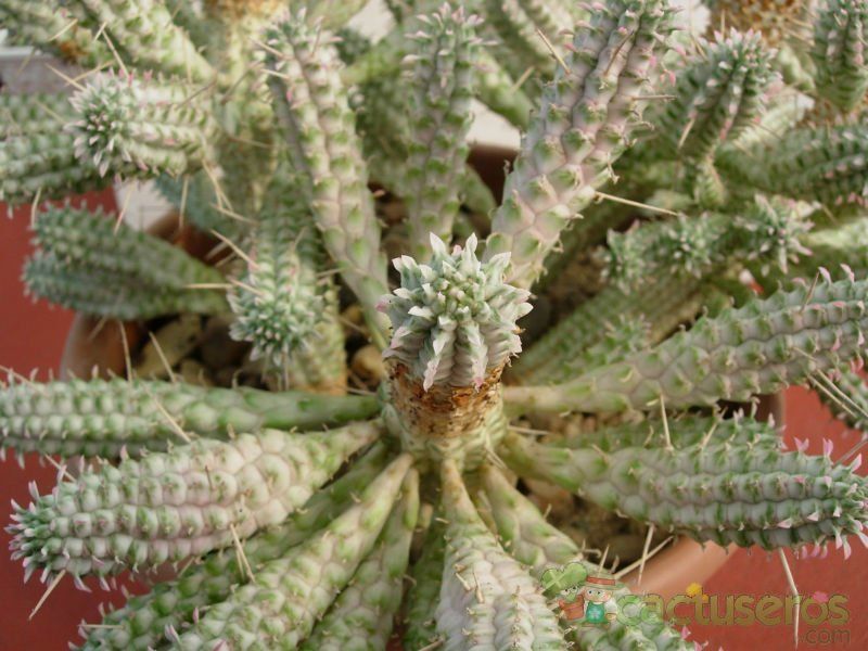 A photo of Euphorbia mammillaris fma. variegada