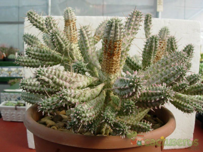 A photo of Euphorbia mammillaris fma. variegada