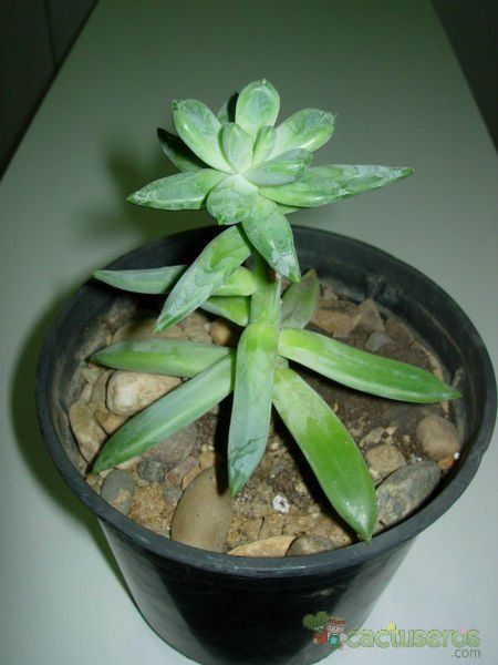 Una foto de Pachyphytum longifolium