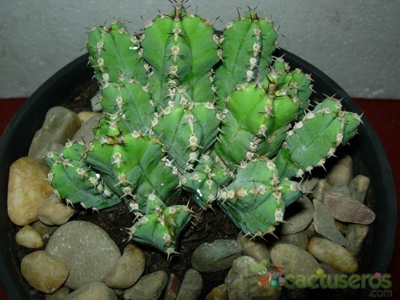 A photo of Euphorbia makallensis