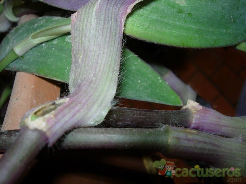 A photo of Tradescantia pallida