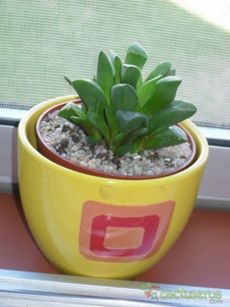 A photo of Haworthia mutica