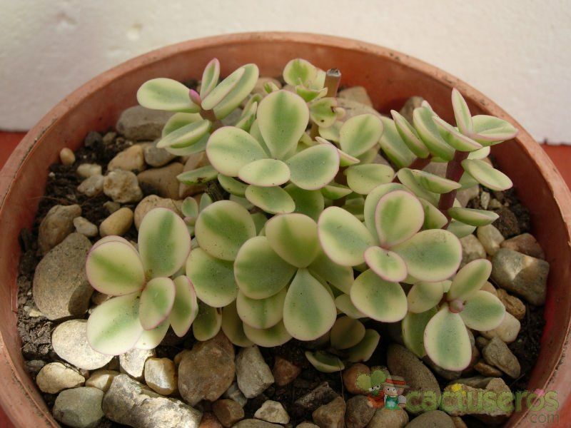 Una foto de Portulacaria afra fma. variegada