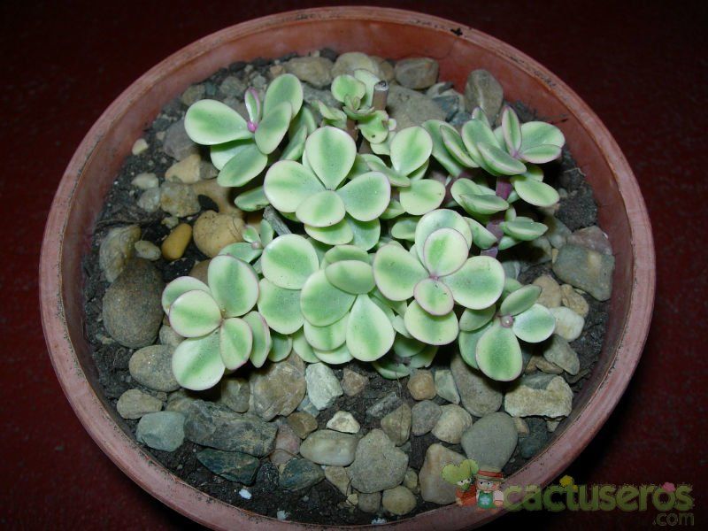 Una foto de Portulacaria afra fma. variegada