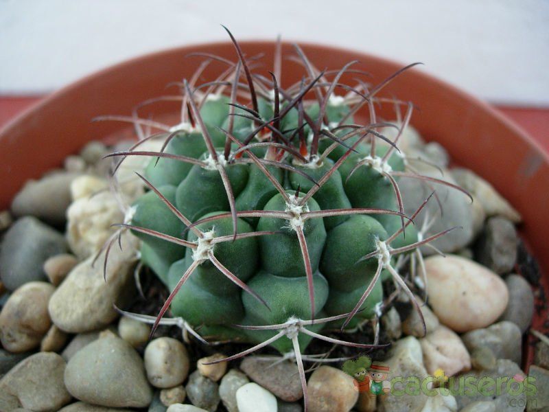 A photo of Gymnocalycium schickendantzii