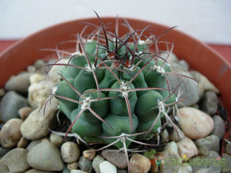 Una foto de Gymnocalycium schickendantzii