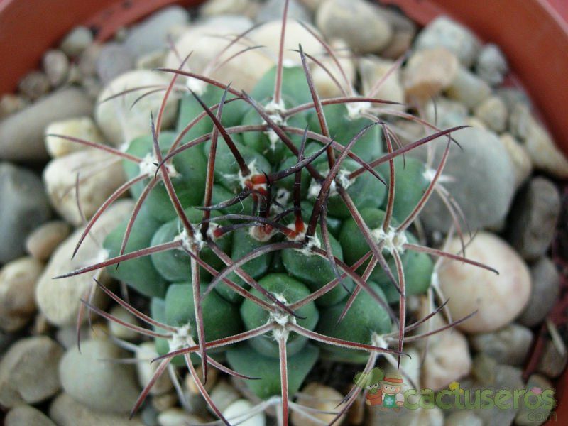 Una foto de Gymnocalycium schickendantzii