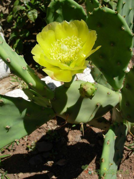 A photo of Opuntia bravoana