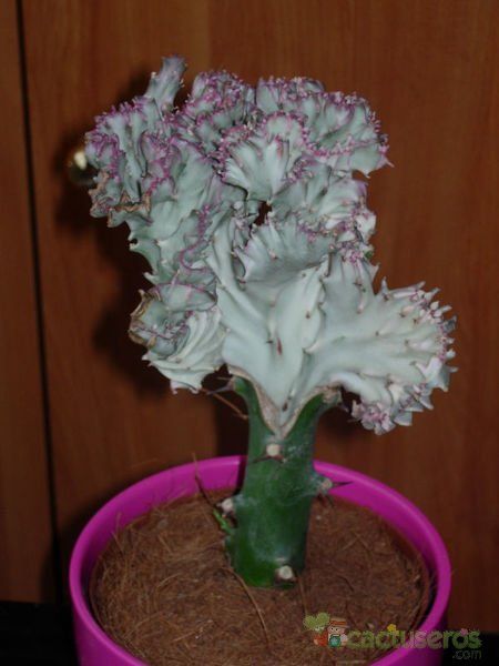 Una foto de Euphorbia lactea fma. crestada variegada