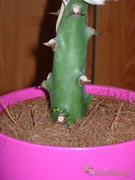 Una foto de Euphorbia caducifolia