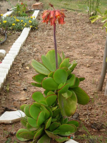 A photo of Cotyledon macrantha