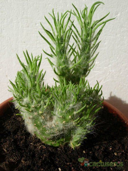 Una foto de Austrocylindropuntia vestita fma. crestada