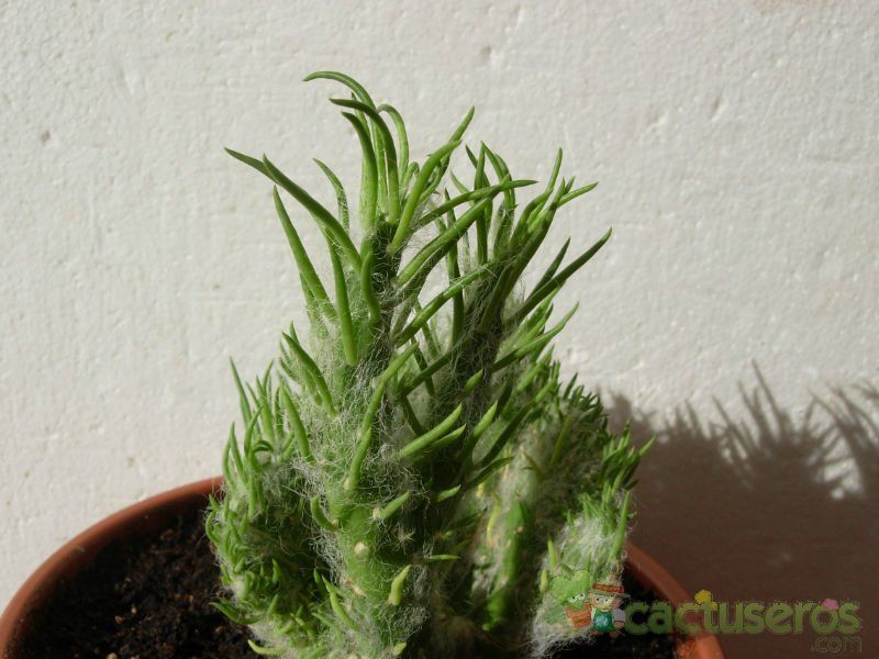 Una foto de Austrocylindropuntia vestita fma. crestada