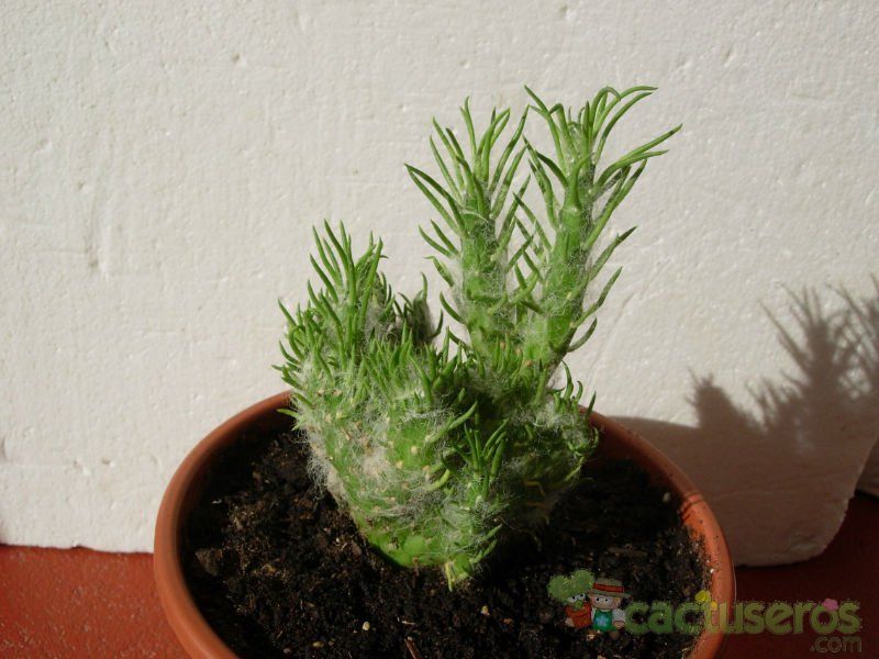 Una foto de Austrocylindropuntia vestita fma. crestada