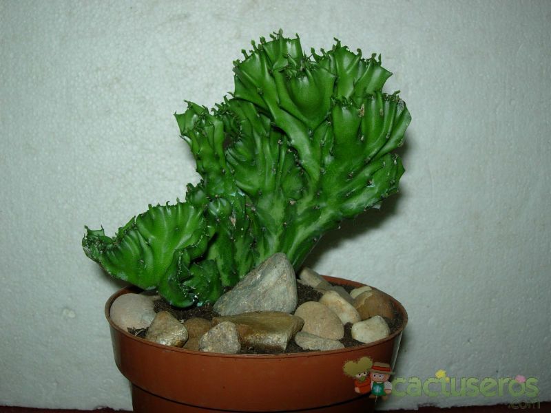 A photo of Euphorbia lactea fma. crestada