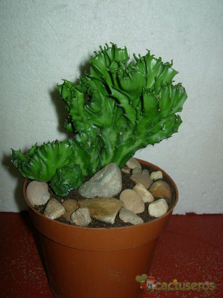 A photo of Euphorbia lactea fma. crestada