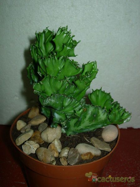 A photo of Euphorbia lactea fma. crestada