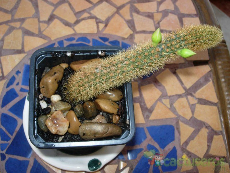Una foto de Cleistocactus winteri