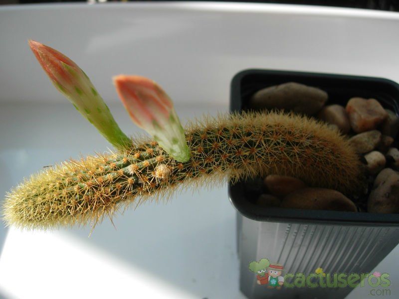 Una foto de Cleistocactus winteri