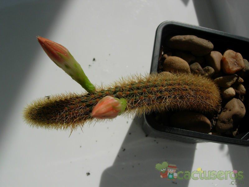 Una foto de Cleistocactus winteri