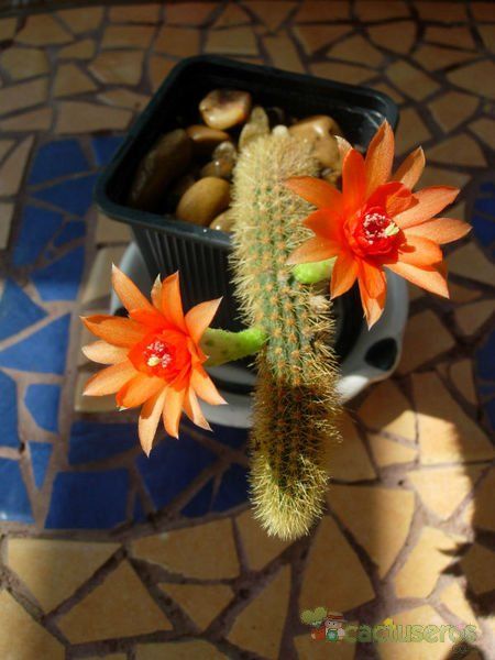 Una foto de Cleistocactus winteri