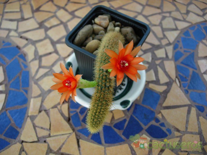 Una foto de Cleistocactus winteri