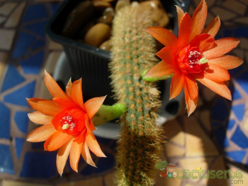 Una foto de Cleistocactus winteri