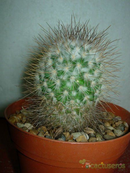 Una foto de Mammillaria rekoi subsp. leptacantha