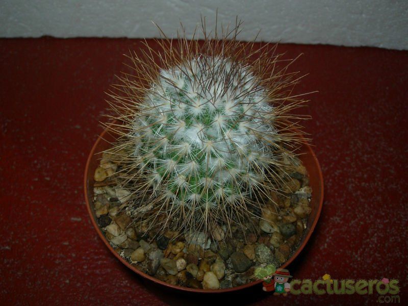 Una foto de Mammillaria rekoi subsp. leptacantha