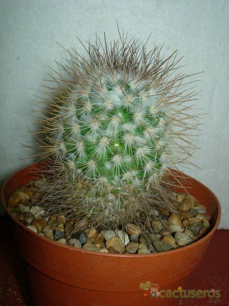 Una foto de Mammillaria rekoi subsp. leptacantha