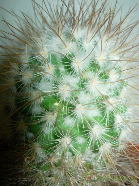 Una foto de Mammillaria rekoi subsp. leptacantha