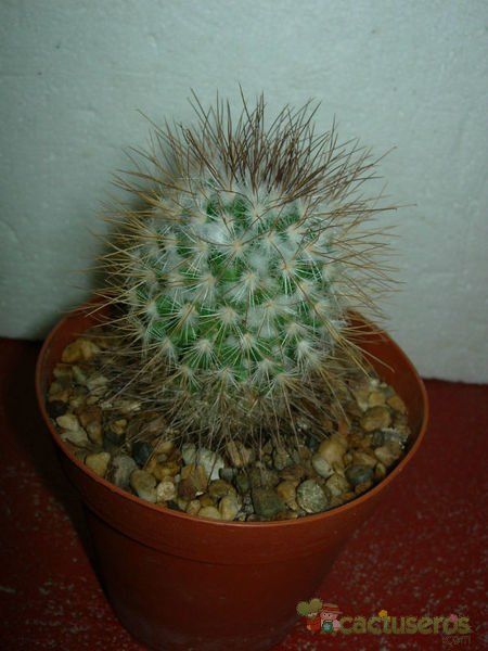 Una foto de Mammillaria rekoi subsp. leptacantha