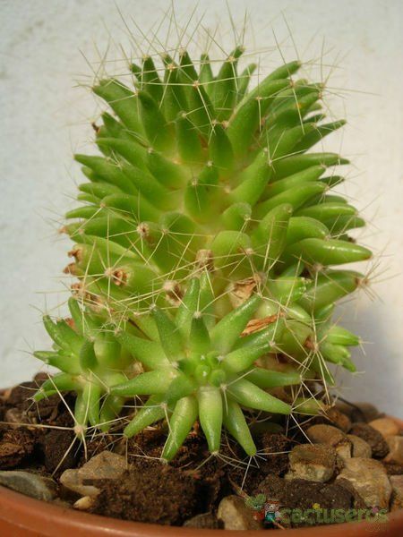 A photo of Mammillaria decipiens ssp. albescens