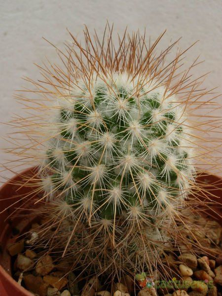 Una foto de Mammillaria rekoi subsp. leptacantha